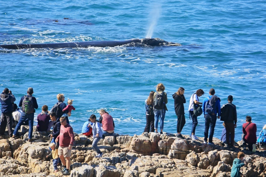 Hermanus - best land-based whale watching destination in the world